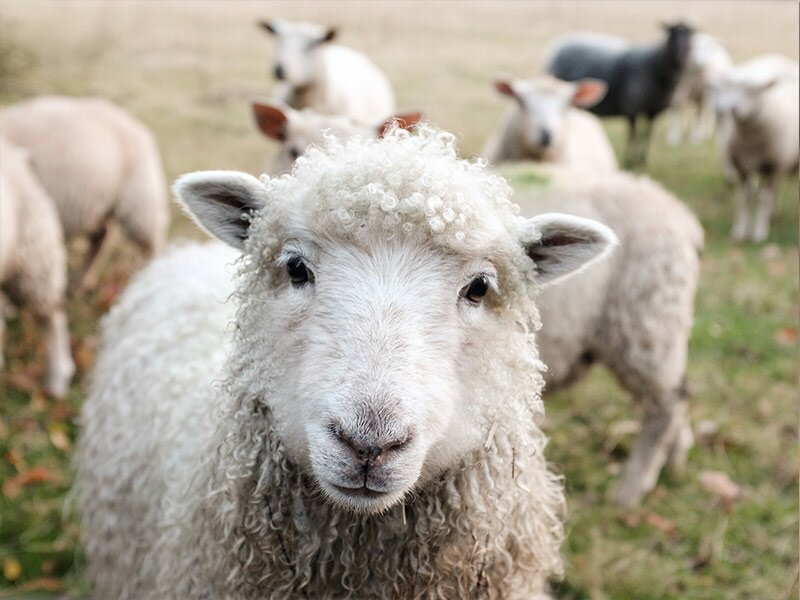 authenticite-mouton